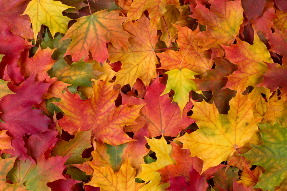 Maple leaves changing colour