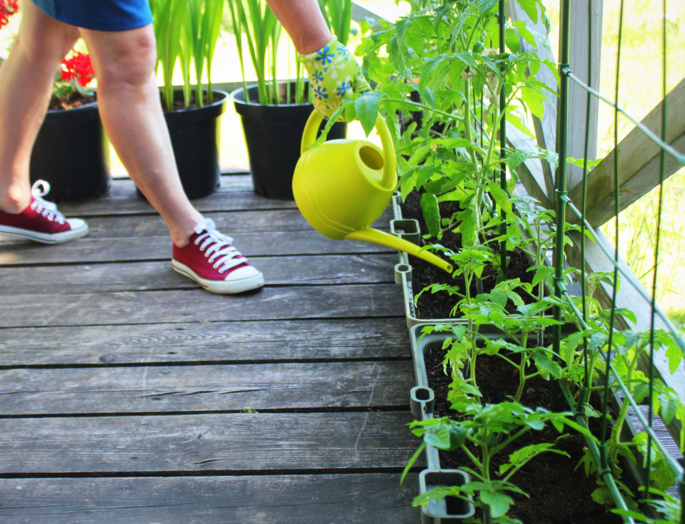 Femme arrosant des plants de tomates sur son balcon